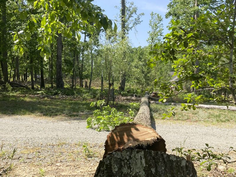 Emergency Tree Removal Richmond Va