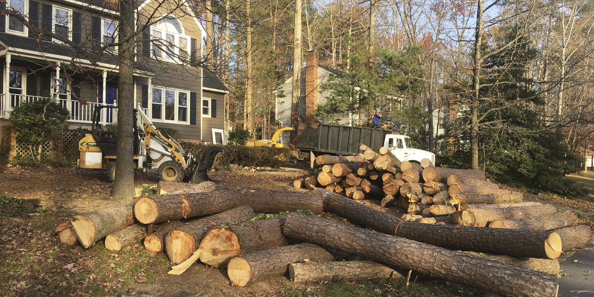 Tree Trunks Are Placed In A Green Field Outside Houses After A Professional Tree Cutting Process By A Tree Removal Company