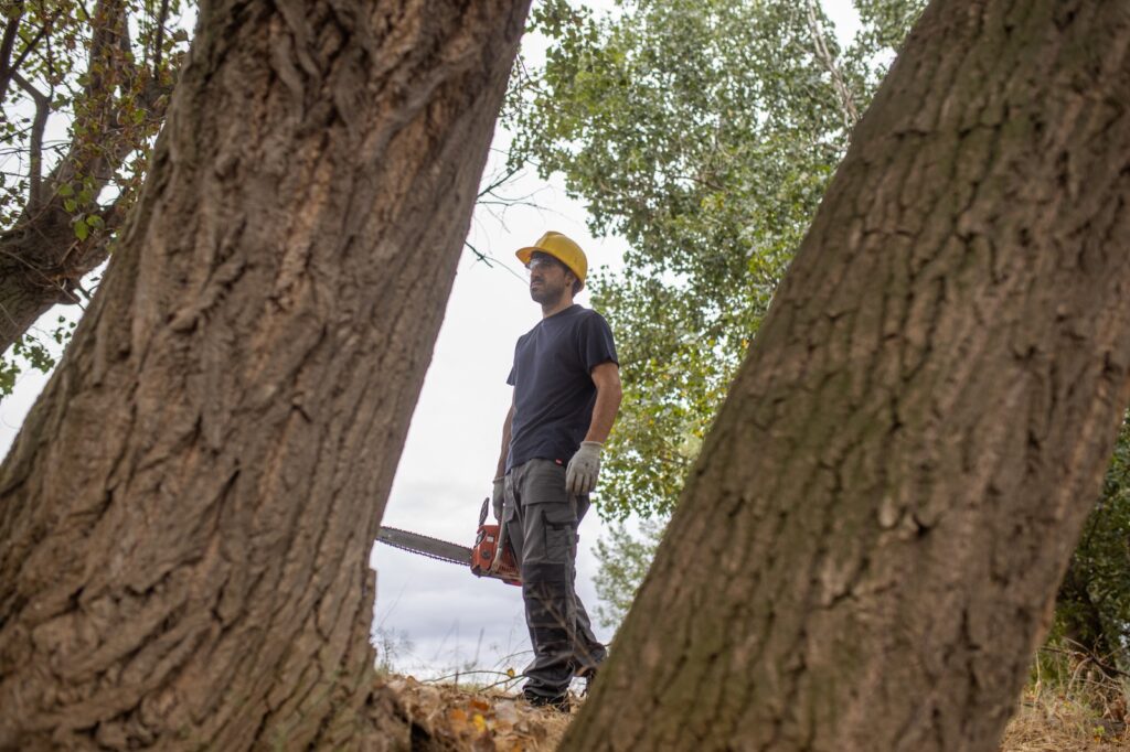 Professional Tree Service Lumberjack Working With Chainsaw In Forest Resized