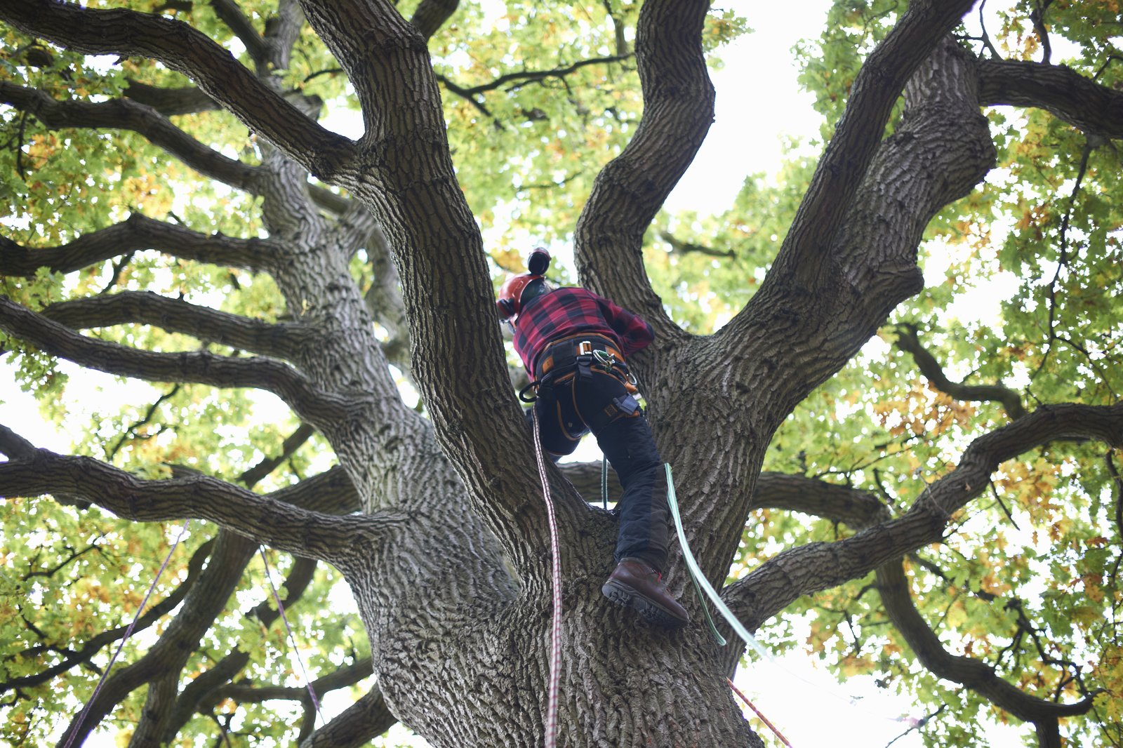 Why Should I Hire A Professional Tree Service?