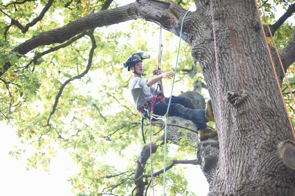 Professional Tree Service Young Male Climbing Tree For Training Resized